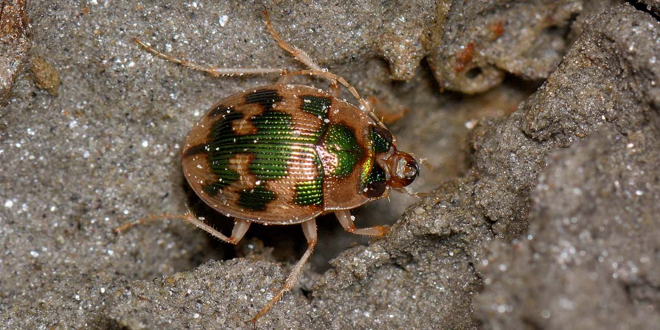 Carabidae: Omophron limbatum